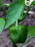 image of bell_pepper #32