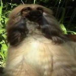 image of animal