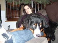 image of bernese_mountain_dog #29