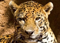 image of jaguar_car