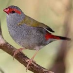 image of bird
