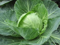 image of damage_to_cabbage_leaves