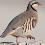 image of bird