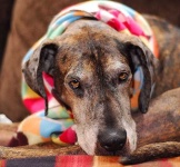 image of great_dane