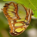 image of animal