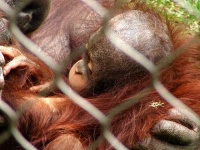 image of orangutan