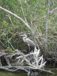 image of american_egret