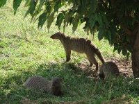 image of mongoose