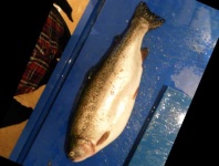 image of fish