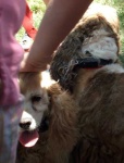 image of cocker_spaniel