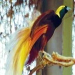 image of bird