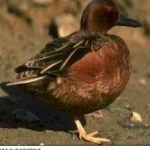 image of bird