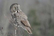 image of great_grey_owl
