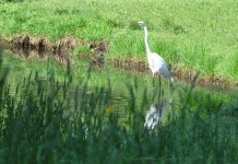 image of american_egret