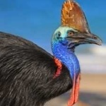 image of bird