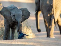image of animal