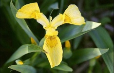 image of flower