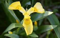 image of yellow_iris #15