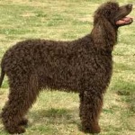 image of animal