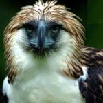 image of bird