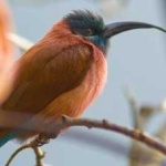 image of bird