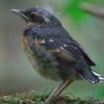 image of bird