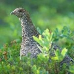 image of bird