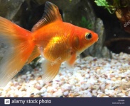 image of goldfish #16