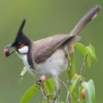 image of bird