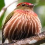 image of bird