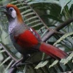 image of bird