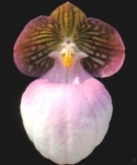 image of flower