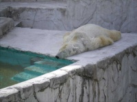 image of animal