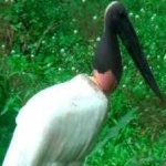 image of bird