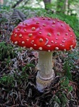 image of agaric