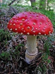 image of agaric #21