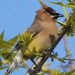 image of bird
