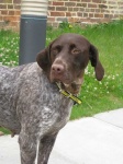image of german_short_haired_pointer