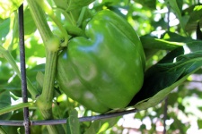 image of fruit_and_vegetable