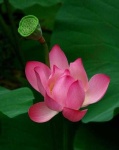 image of flower