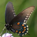 image of animal