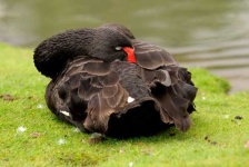 image of black_swan #9