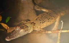 image of crocodile