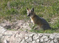 image of kit_fox
