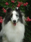 image of collie #27