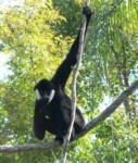 image of gibbon