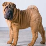 image of shar_pei #14