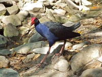 image of european_gallinule #4