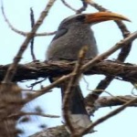 image of bird
