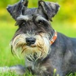 image of schnauzer #2